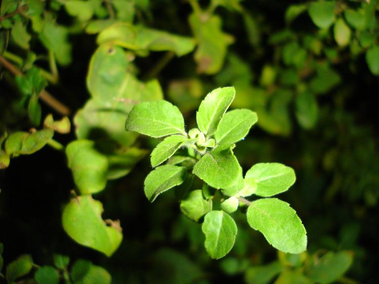Tulsi leaves Image source -- https://www.flickr.com/photos/theju/138474903/sizes/o/
