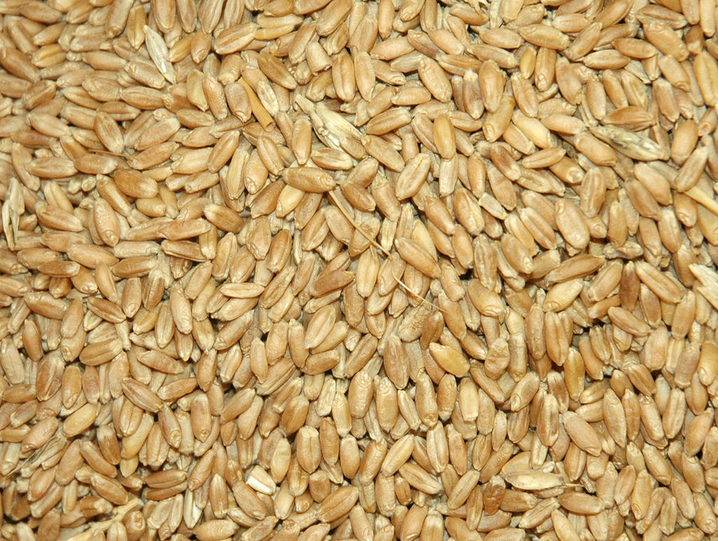 Whole Wheat Image source -- https://www.flickr.com/photos/agrilifetoday/14206579449/sizes/l