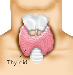 Thyroid Image source -- https://www.flickr.com/photos/wellunwell/4565364840/sizes/o/