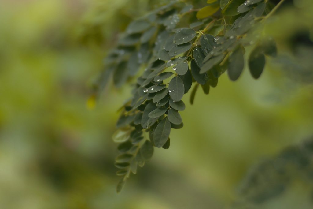 Moringa Benefits for Hair — Ayureveryday.