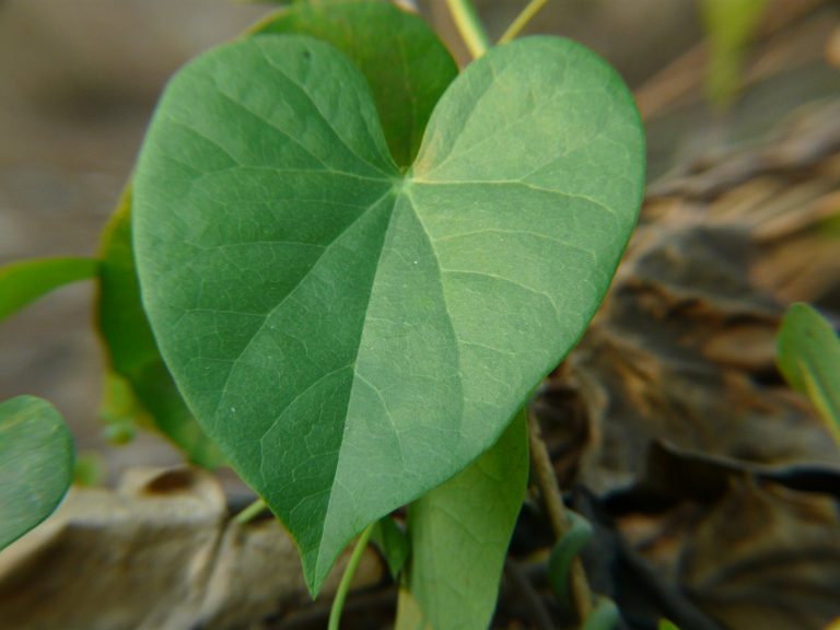 Guduchi Benefits and Medicinal Uses — Ayureveryday.
